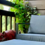 Koza U Woza - Drewniany Dom Premium Z Widokiem Na Tatry Ecospa Strefa Fitness Zielona Farma Healinggarden - Slowtravel 24h Self Check-in (adults Only) *