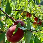 Koza U Woza - Drewniany Dom Premium Z Widokiem Na Tatry Ecospa Strefa Fitness Zielona Farma Healinggarden - Slowtravel 24h Self Check-in (adults Only) בקתה *