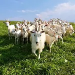 Koza U Woza - Drewniany Dom Premium Z Widokiem Na Tatry Ecospa Strefa Fitness Zielona Farma Healinggarden - Slowtravel 24h Self Check-in (adults Only) בקתה *