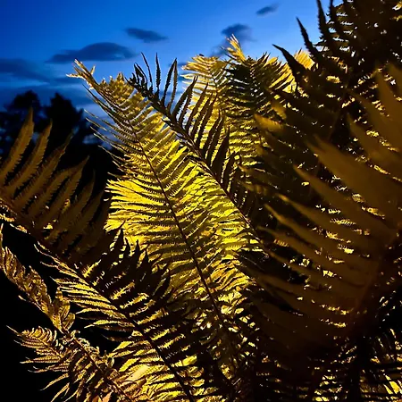 Koza U Woza - Drewniany Dom Premium Z Widokiem Na Tatry Ecospa Strefa Fitness Zielona Farma Healinggarden - Slowtravel 24h Self Check-in (adults Only) Dağ evi